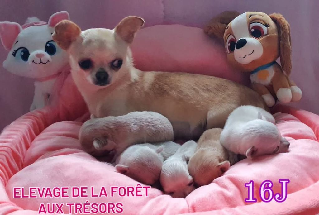 chiot Chihuahua De La Foret Aux Tresors