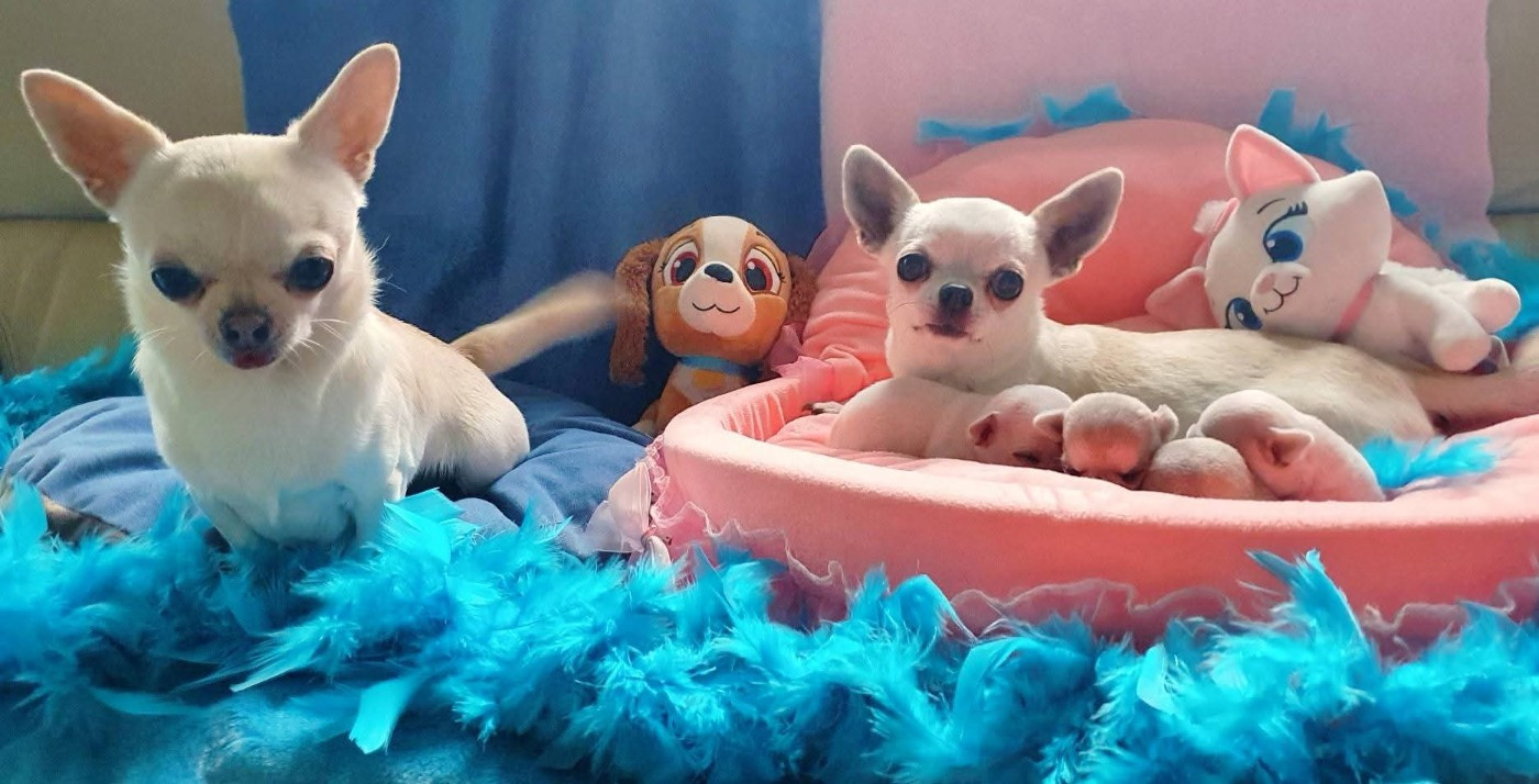 Chiot Chihuahua De La Foret Aux Tresors