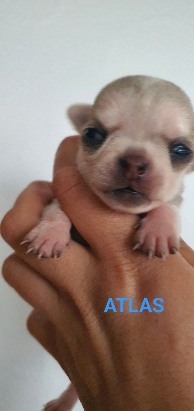 De La Foret Aux Tresors - Chiots disponibles - Chihuahua