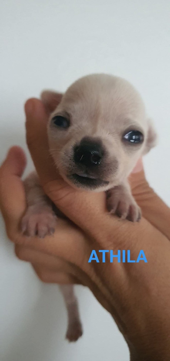 De La Foret Aux Tresors - Chiots disponibles - Chihuahua