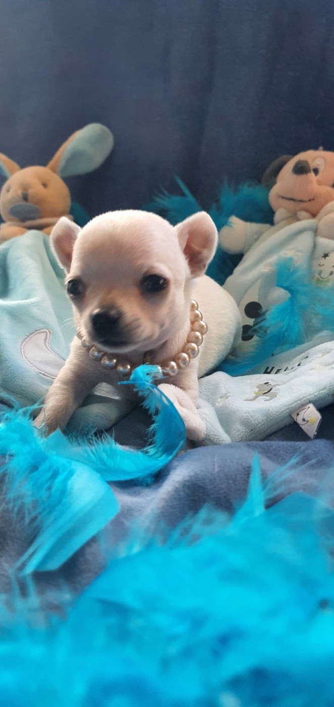 De La Foret Aux Tresors - Chiots disponibles - Chihuahua