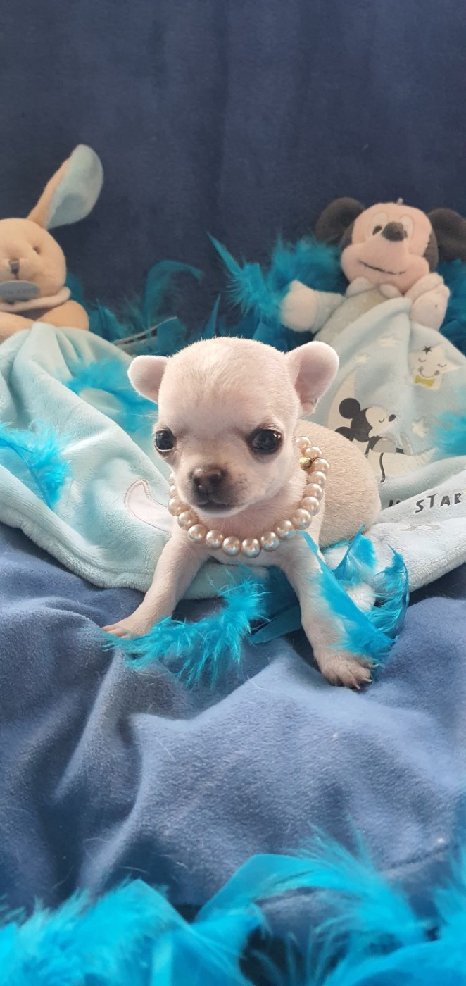 De La Foret Aux Tresors - Chiots disponibles - Chihuahua