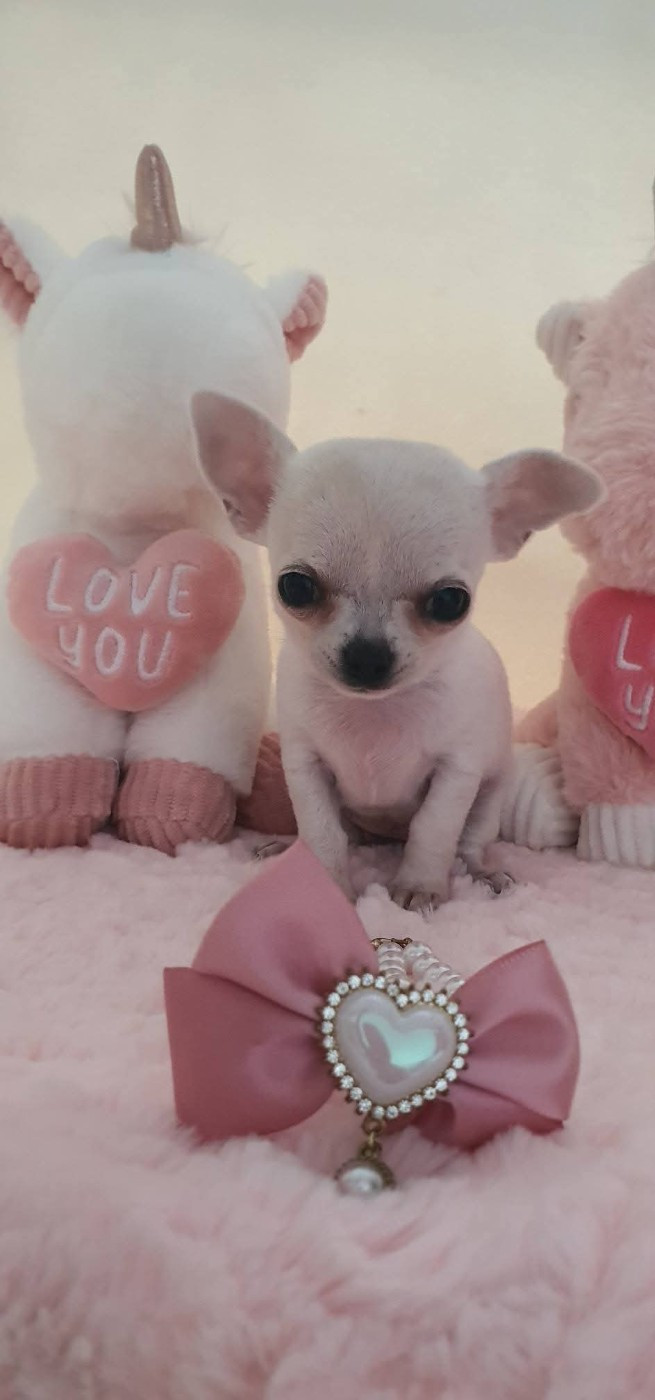 De La Foret Aux Tresors - Chiots disponibles - Chihuahua