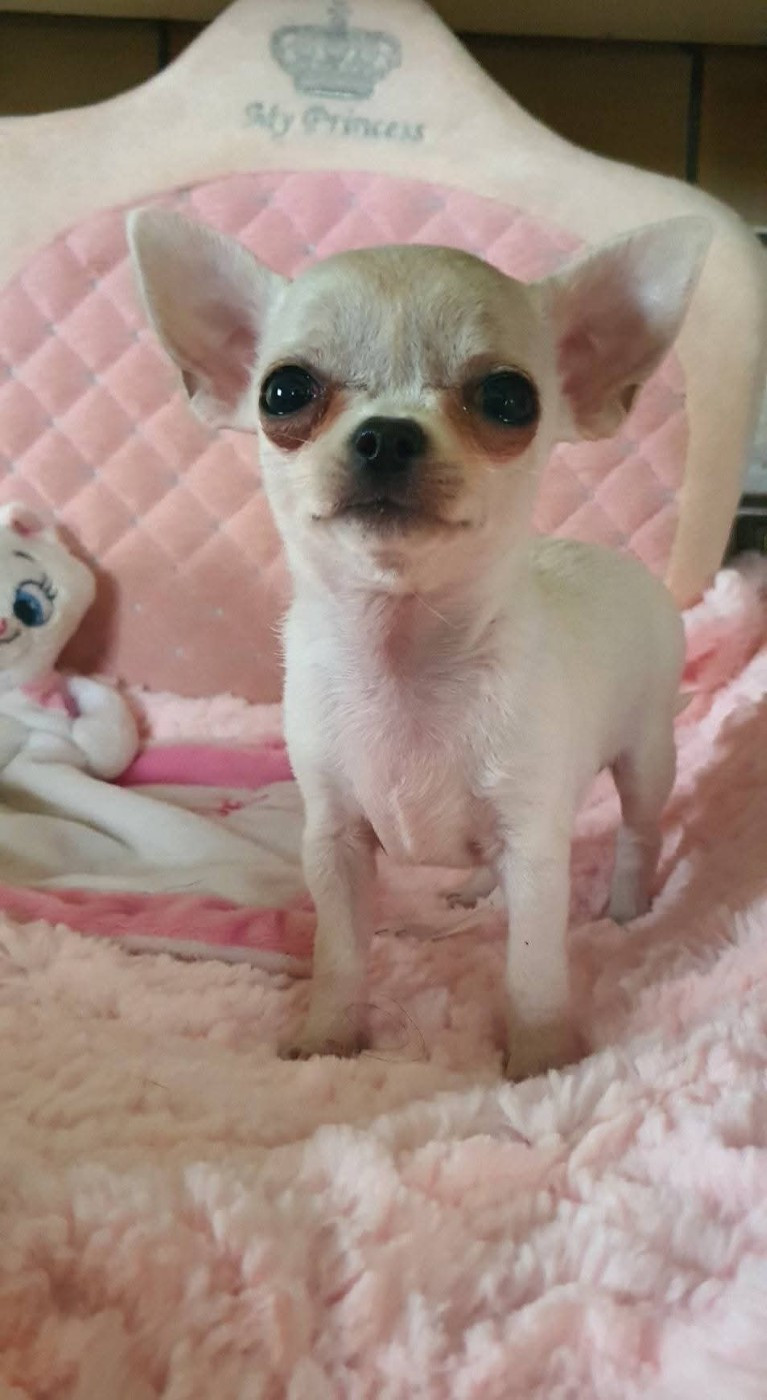 De La Foret Aux Tresors - Chiots disponibles - Chihuahua