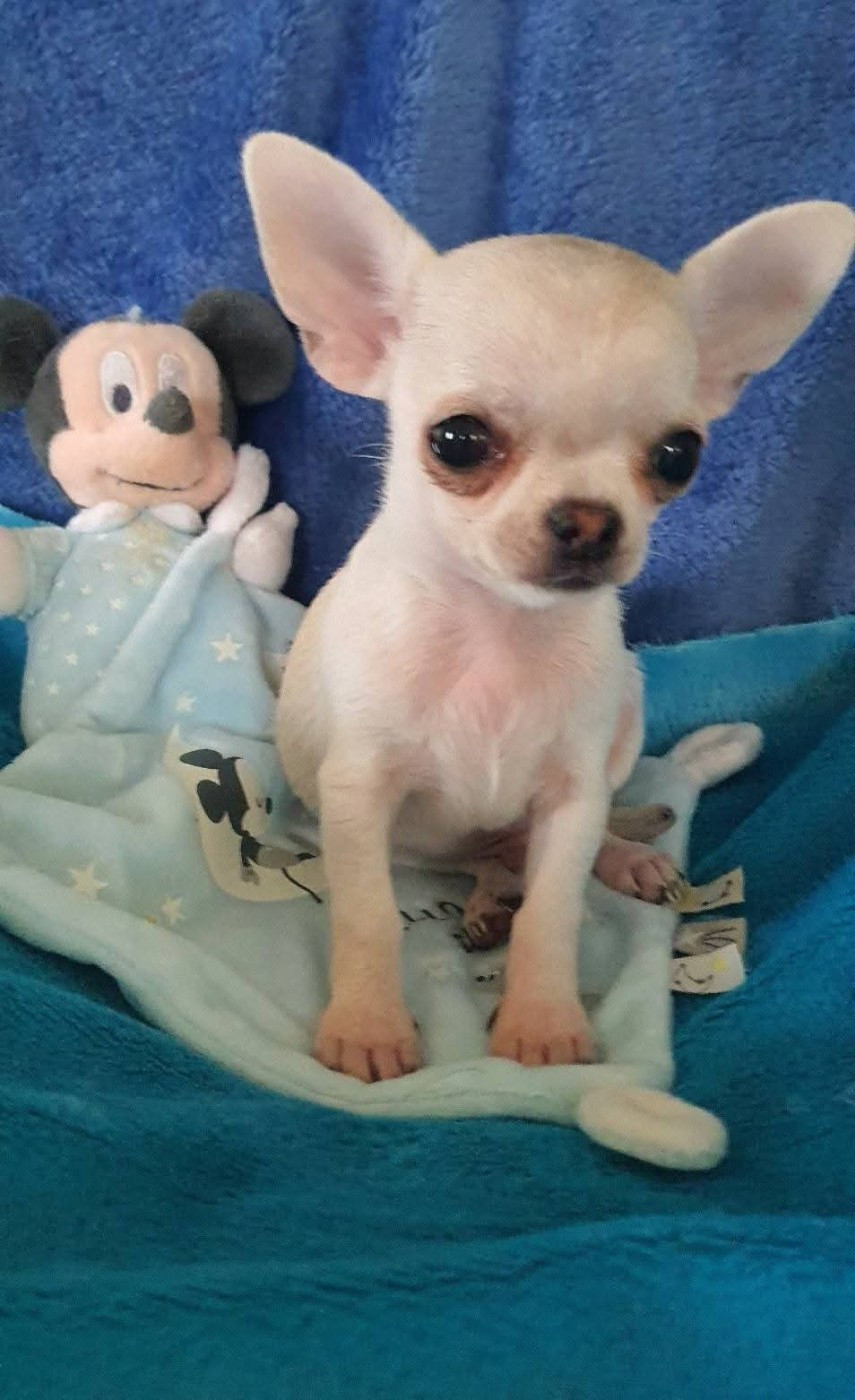 De La Foret Aux Tresors - Chiots disponibles - Chihuahua