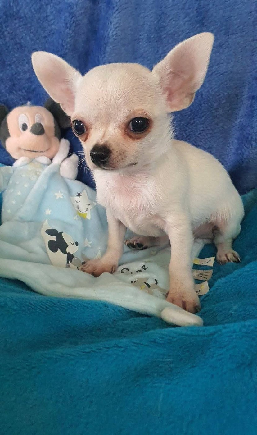 De La Foret Aux Tresors - Chiots disponibles - Chihuahua