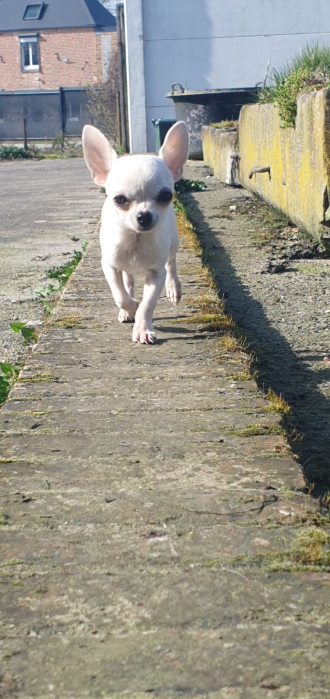 De La Foret Aux Tresors - Chiots disponibles - Chihuahua