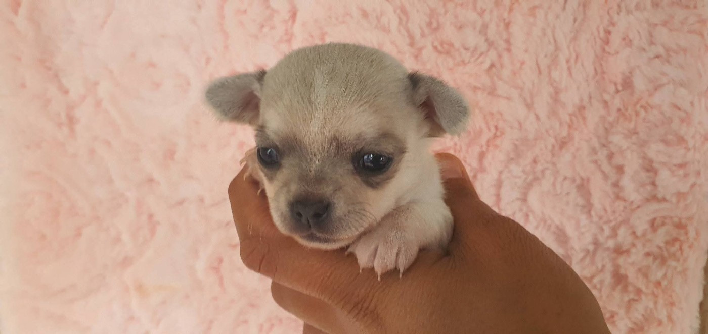 De La Foret Aux Tresors - Chiots disponibles - Chihuahua