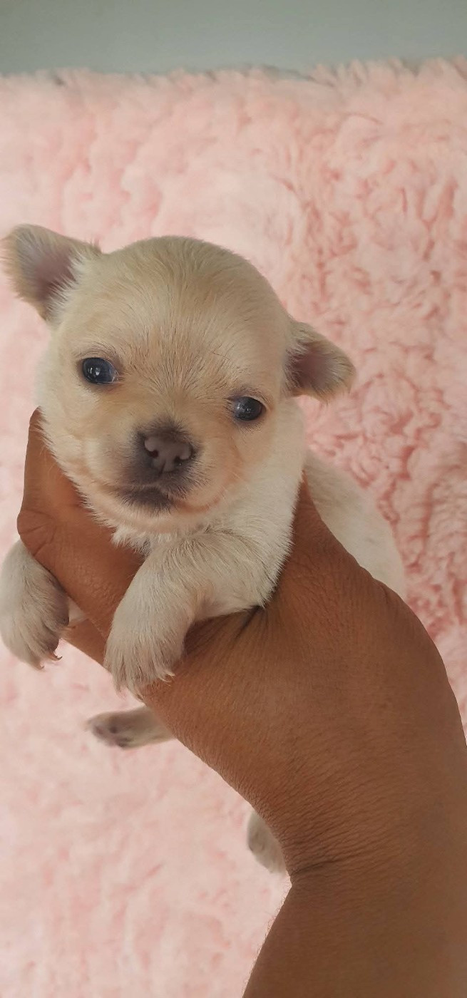 De La Foret Aux Tresors - Chiots disponibles - Chihuahua