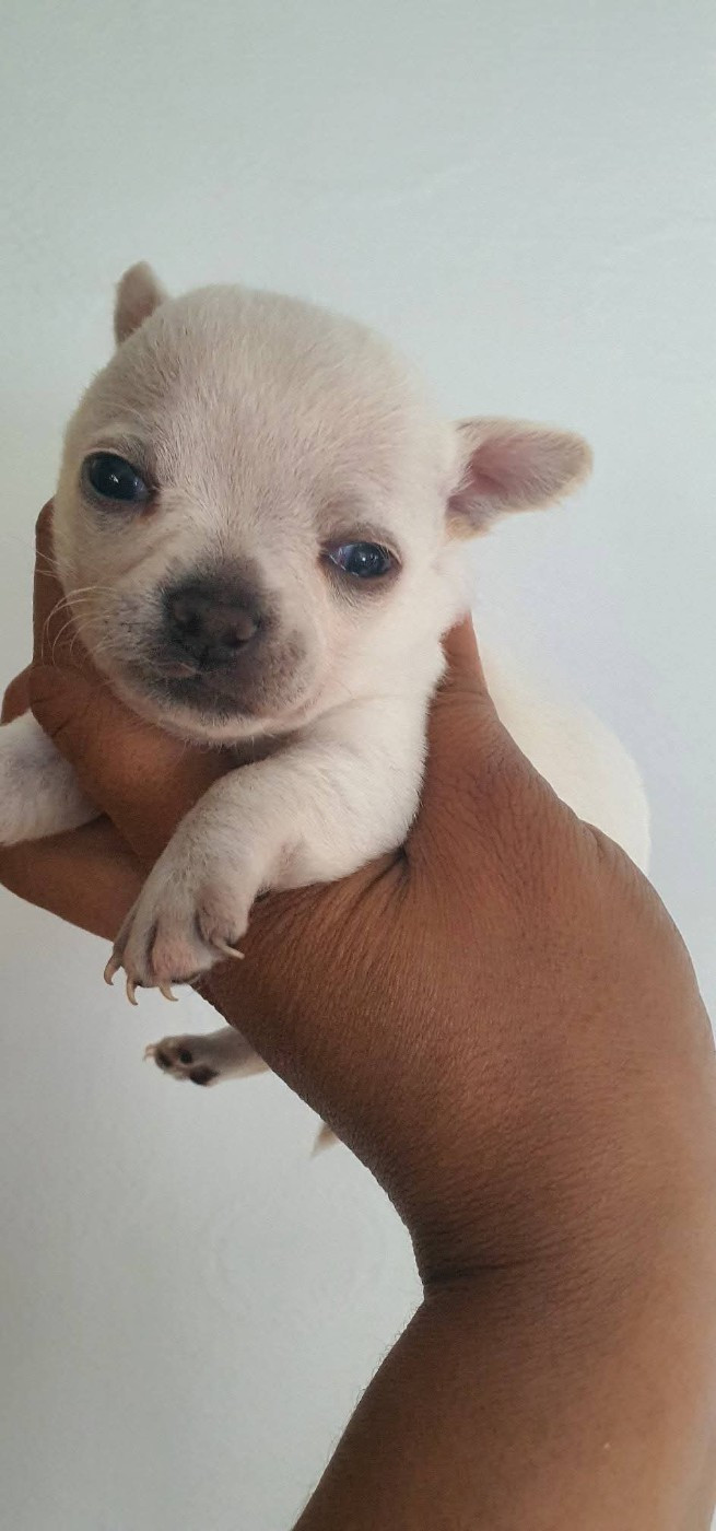 De La Foret Aux Tresors - Chiots disponibles - Chihuahua