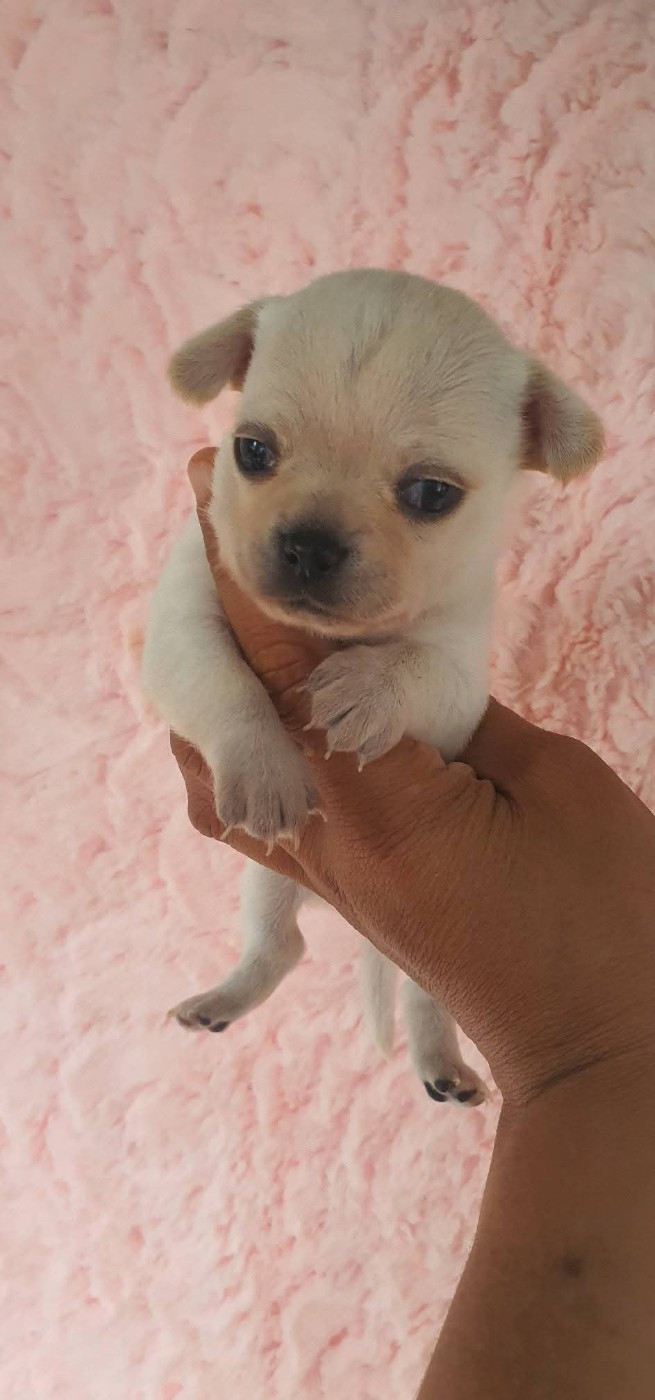 De La Foret Aux Tresors - Chiots disponibles - Chihuahua