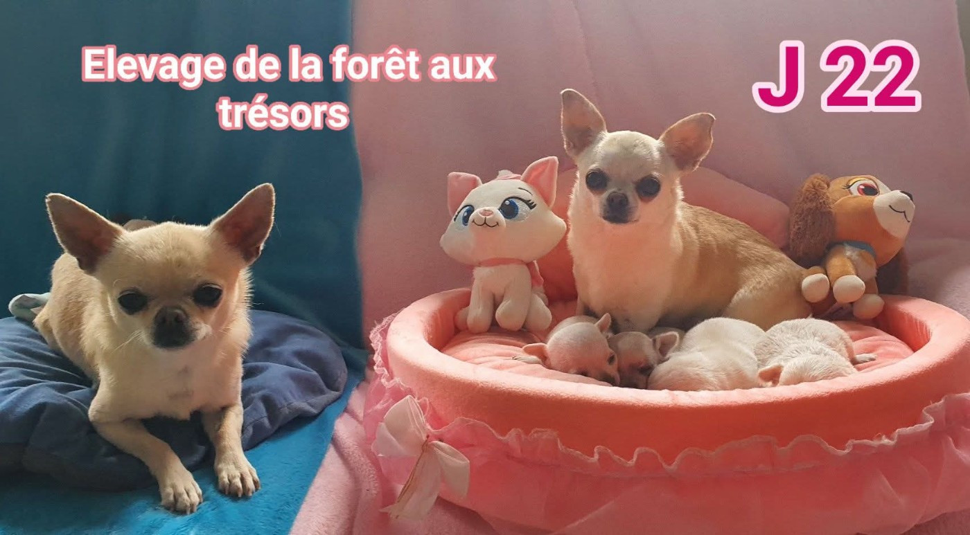 Chiot Chihuahua De La Foret Aux Tresors
