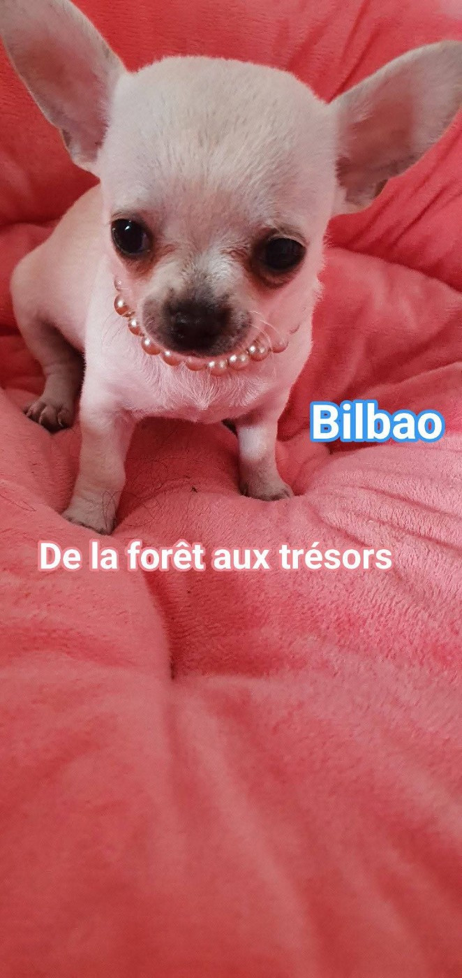 De La Foret Aux Tresors - Chiots disponibles - Chihuahua