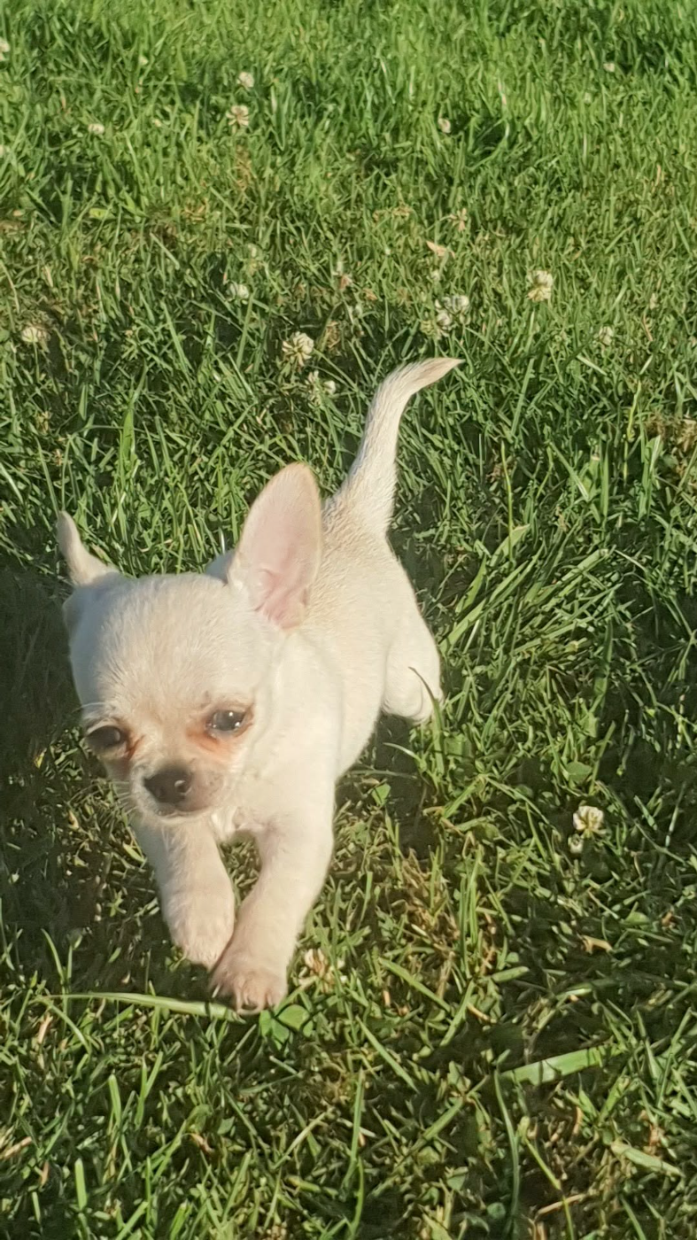 De La Foret Aux Tresors - Chiots disponibles - Chihuahua