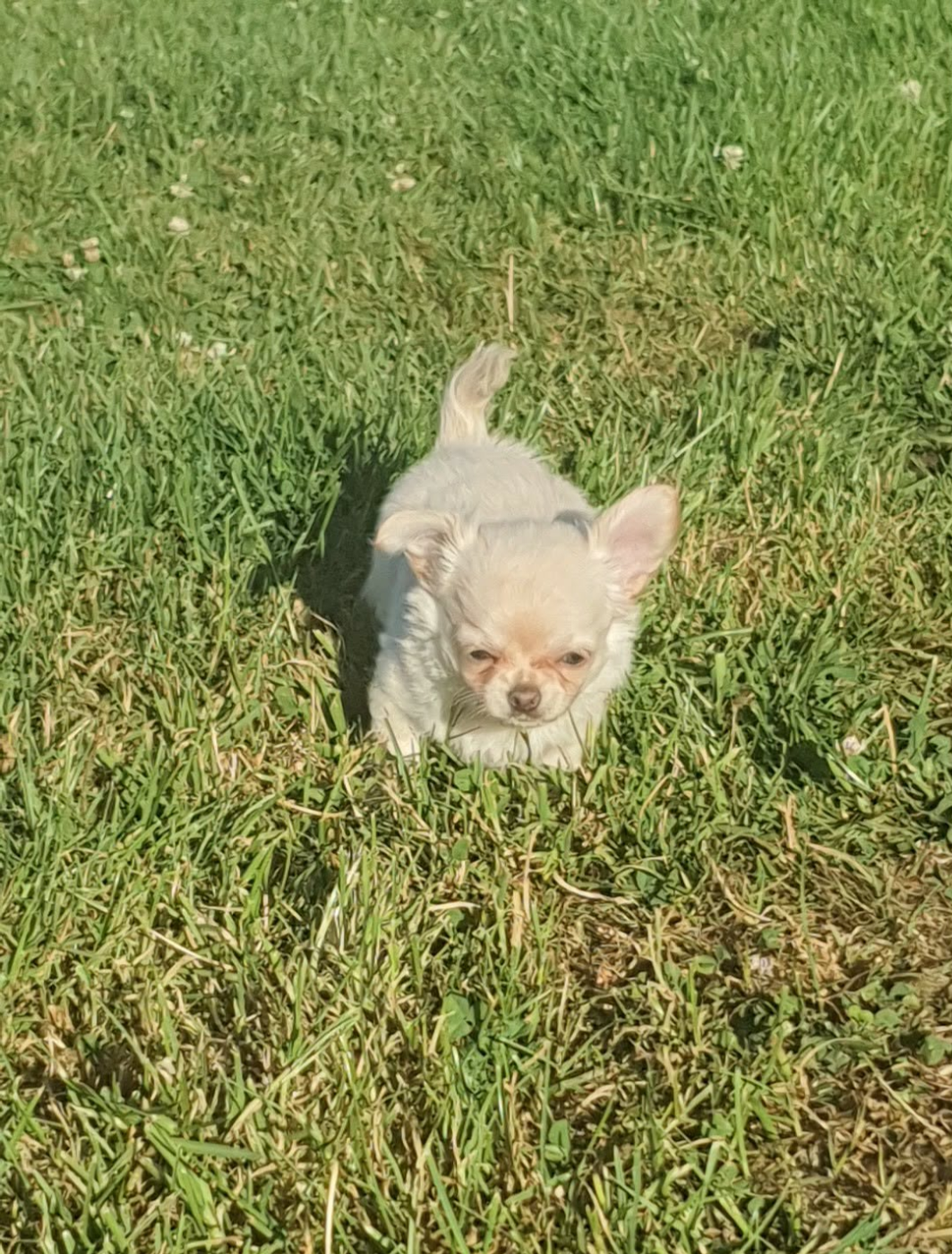 De La Foret Aux Tresors - Chiots disponibles - Chihuahua