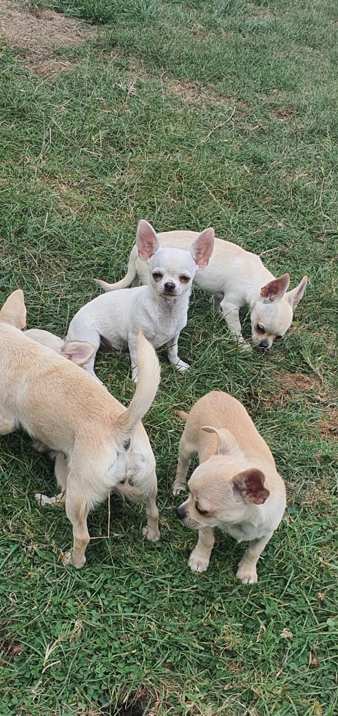De La Foret Aux Tresors - Chiots disponibles - Chihuahua