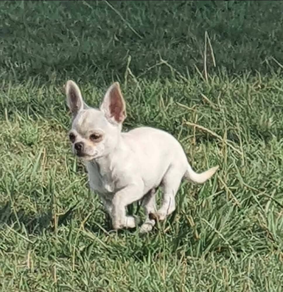 De La Foret Aux Tresors - Chiots disponibles - Chihuahua