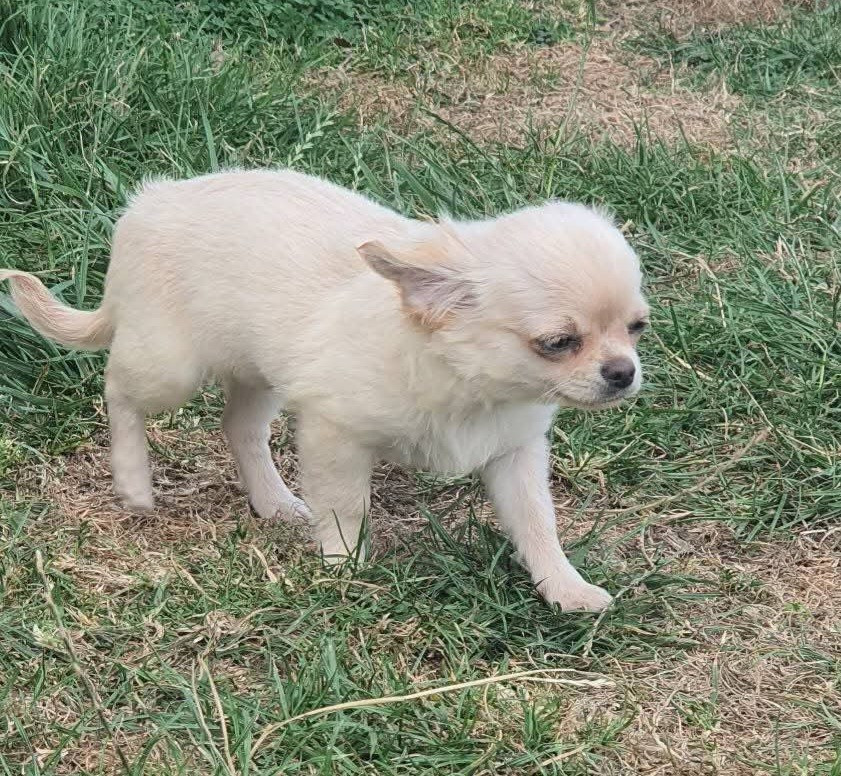 De La Foret Aux Tresors - Chiots disponibles - Chihuahua