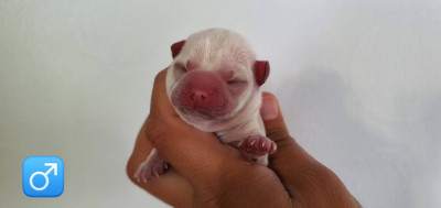 CHIOT 3